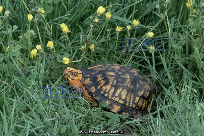  : Eastern Box Turtle