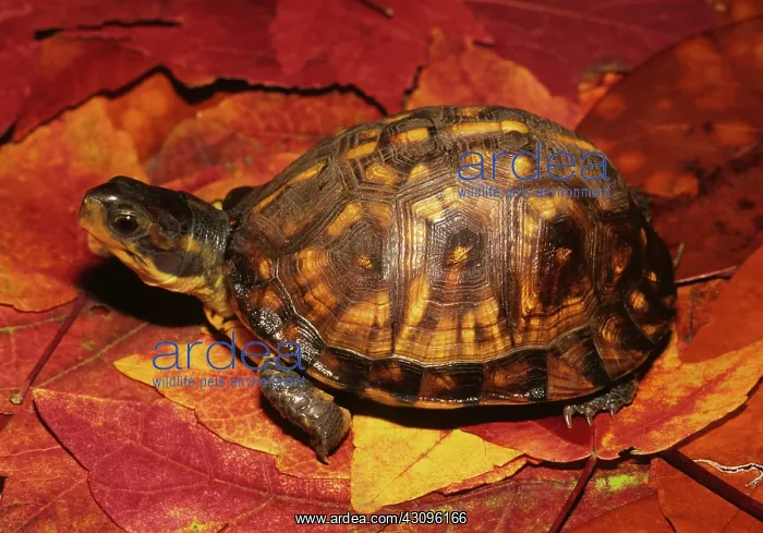 : Eastern Box Turtle : Eastern Box Turtle