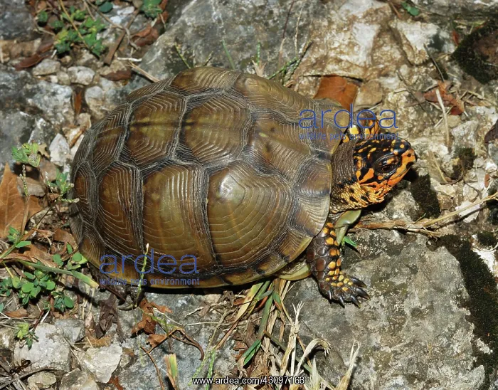 : Eastern Box Turtle : Eastern Box Turtle