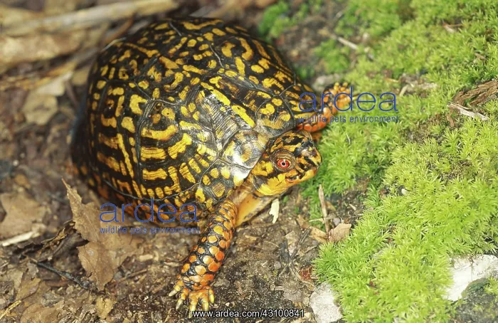 : Eastern Box Turtle : Eastern Box Turtle