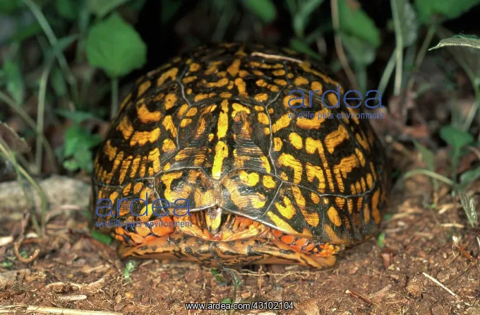 : Eastern Box Turtle : Eastern Box Turtle