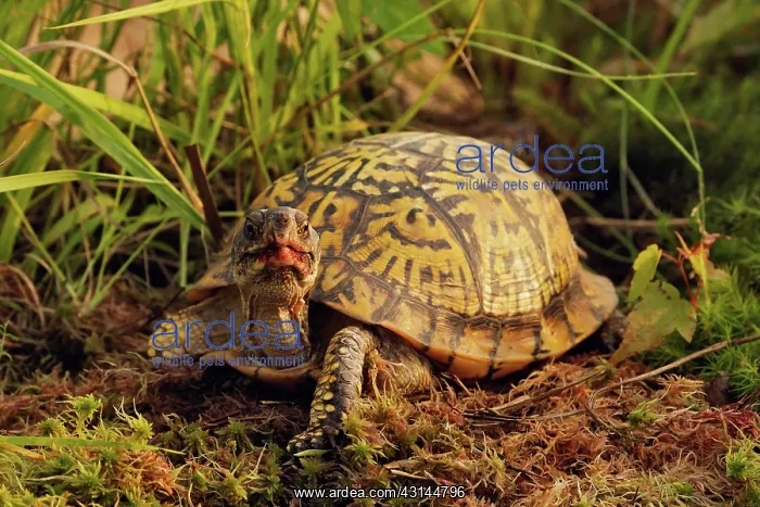 : Eastern Box Turtle : Eastern Box Turtle