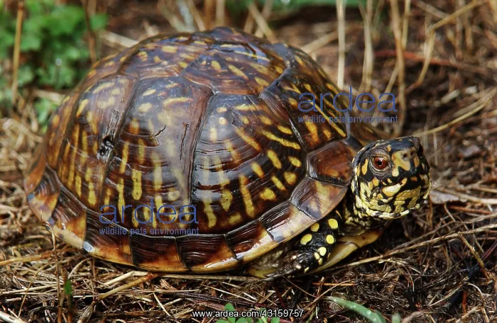 : Eastern Box Turtle : Eastern Box Turtle