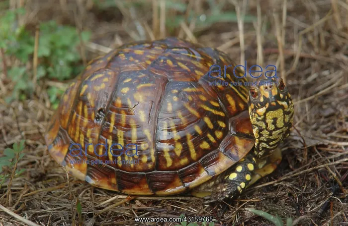 : Eastern Box Turtle : Eastern Box Turtle