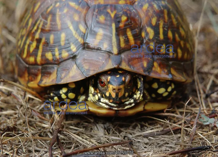: Eastern Box Turtle : Eastern Box Turtle