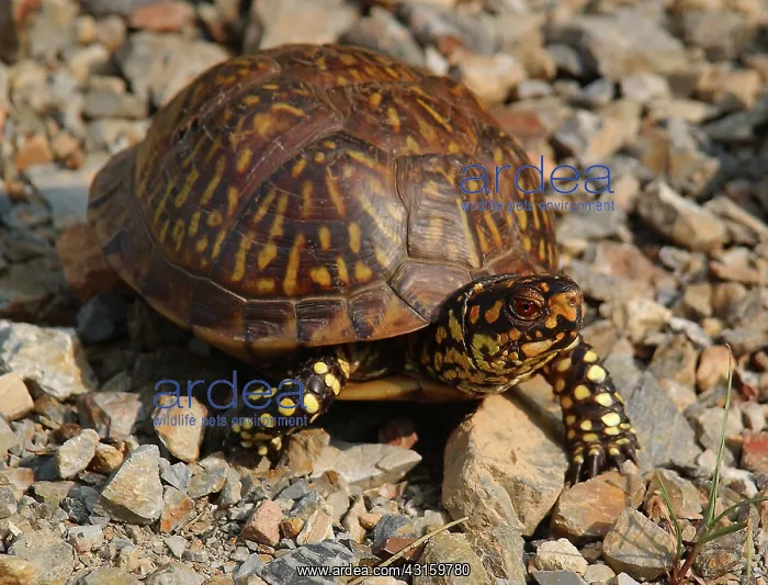 : Eastern Box Turtle : Eastern Box Turtle