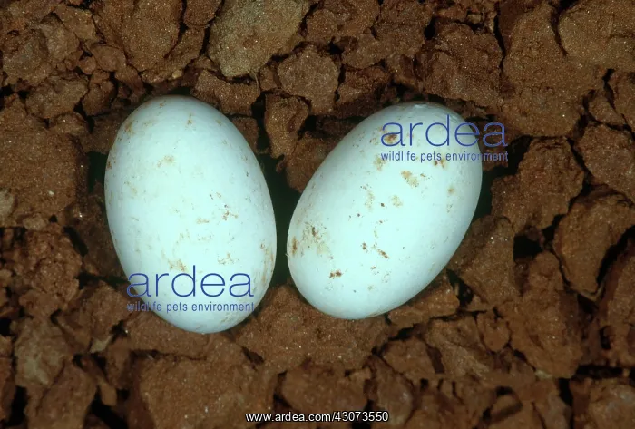 : Eastern Box Turtle Eggs : Eastern Box Turtle Eggs
