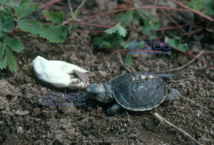 : Eastern Box Turtle Hatchling : Eastern Box Turtle Hatchling