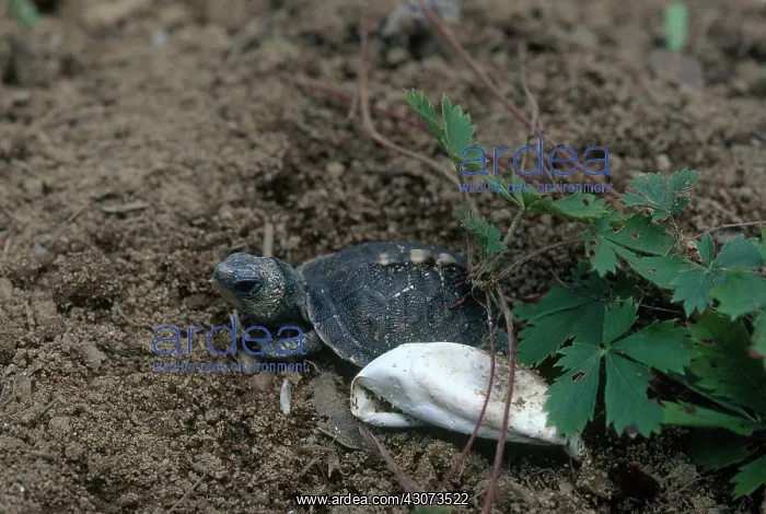 : Eastern Box Turtle Hatchling : Eastern Box Turtle Hatchling