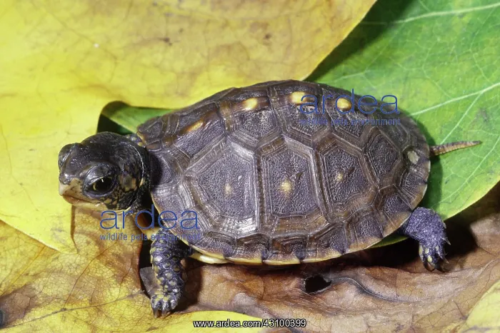 : Eastern Box Turtle hatchling : Eastern Box Turtle hatchling