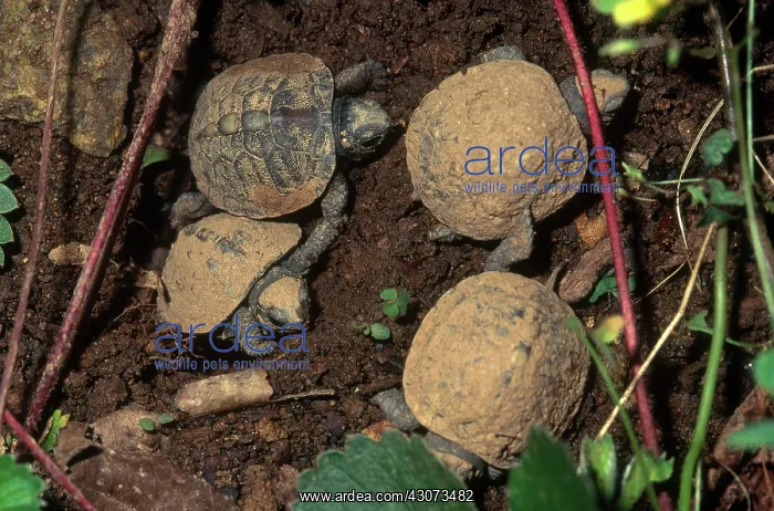 : Eastern Box Turtle Hatchlings : Eastern Box Turtle Hatchlings