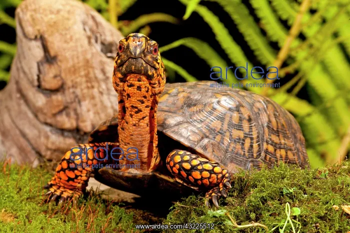 : Eastern Box Turtle, Terrapene carolina : Eastern Box Turtle, Terrapene carolina
