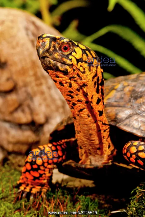 : Eastern Box Turtle, Terrapene carolina : Eastern Box Turtle, Terrapene carolina