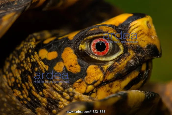 : eastern box turtle (Terrapene carolina carolina) : eastern box turtle (Terrapene carolina carolina)