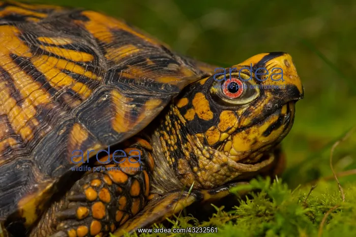 : eastern box turtle (Terrapene carolina carolina) : eastern box turtle (Terrapene carolina carolina)
