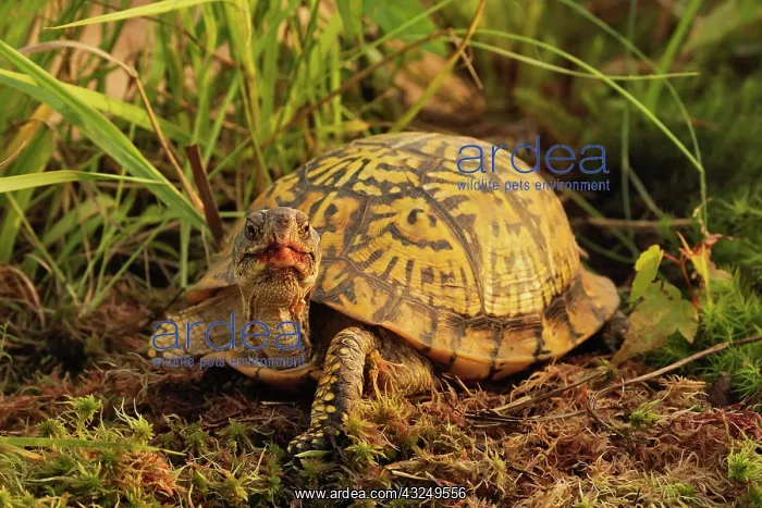 : Eastern Box Turtle, Terrapene carolina carolina : Eastern Box Turtle, Terrapene carolina carolina