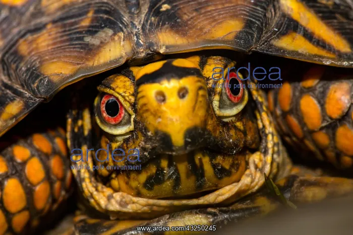 : eastern box turtle (Terrapene carolina carolina) : eastern box turtle (Terrapene carolina carolina)