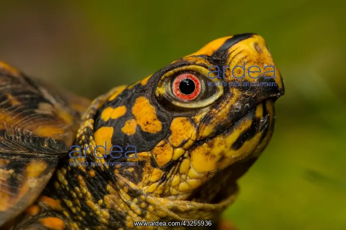 : eastern box turtle (Terrapene carolina carolina) : eastern box turtle (Terrapene carolina carolina)