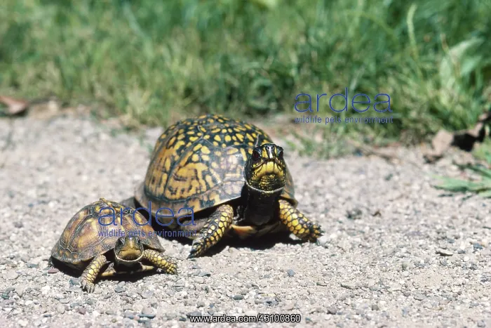  : Eastern Box Turtles