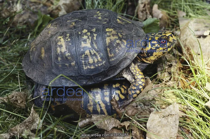 : Eastern Box Turtles : Eastern Box Turtles
