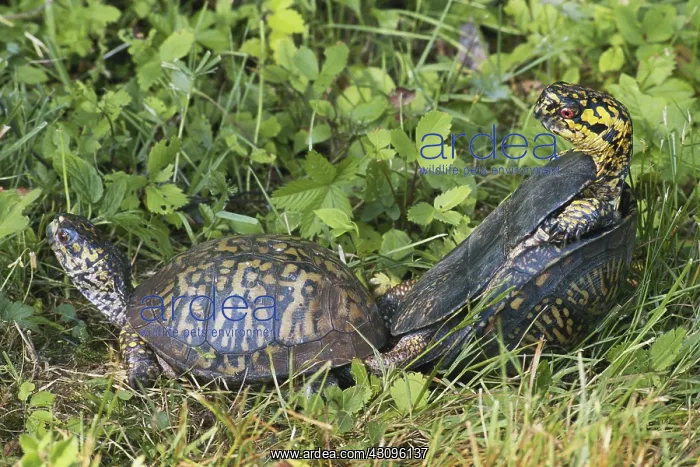  : Eastern Box Turtles Mating
