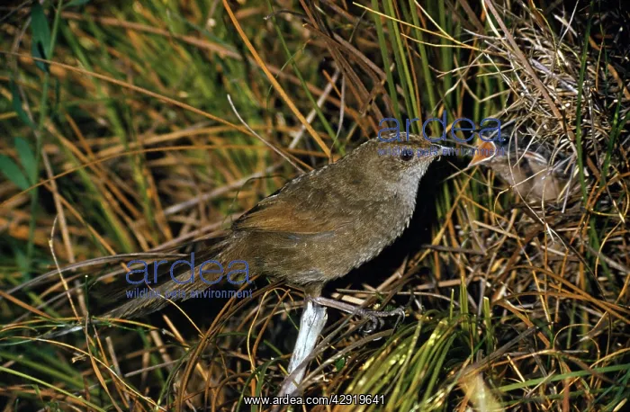 : Eastern Bristlebird - feeding young at nest : Eastern Bristlebird - feeding young at nest