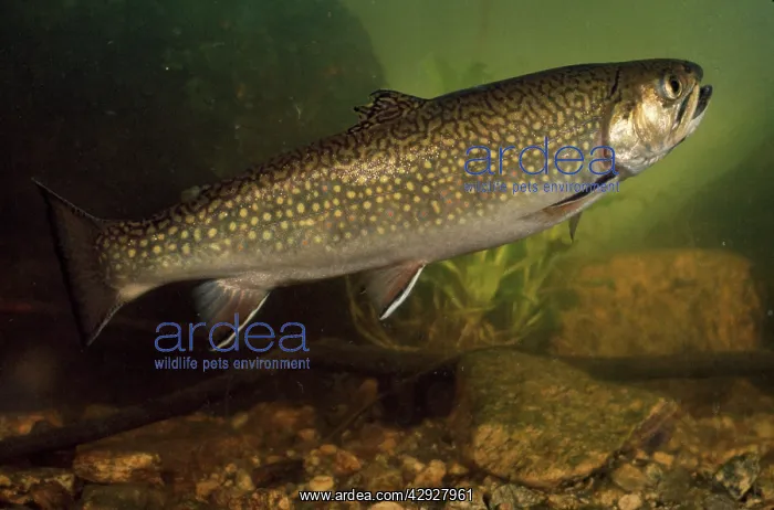 : EASTERN BROOK TROUT - SWIMMING : EASTERN BROOK TROUT - SWIMMING
