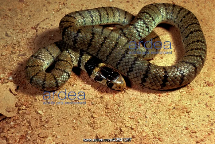 : Eastern brown snake : Eastern brown snake