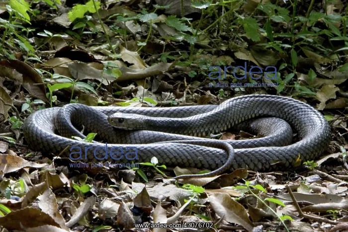 : Eastern brown snake : Eastern brown snake