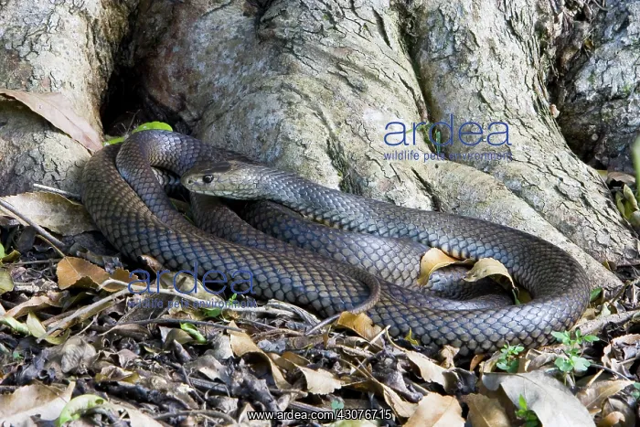 : Eastern brown snake : Eastern brown snake