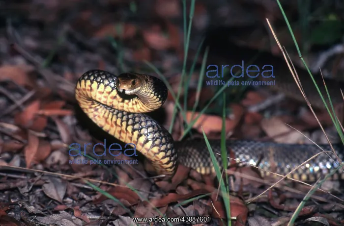 : Eastern Brown Snake : Eastern Brown Snake
