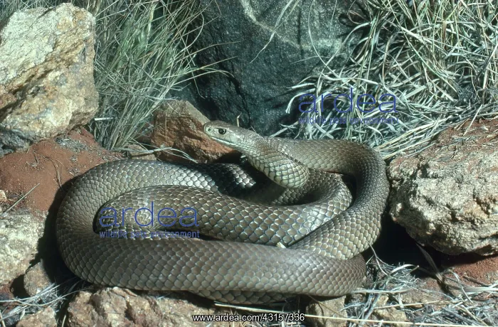 : Eastern Brown Snake : Eastern Brown Snake