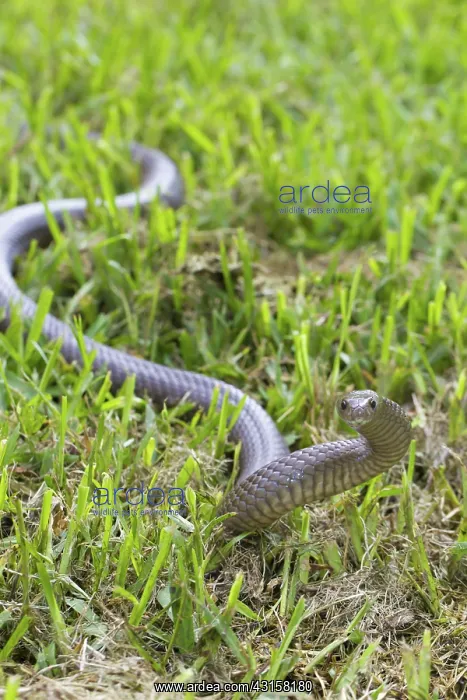 : Eastern Brown Snake : Eastern Brown Snake