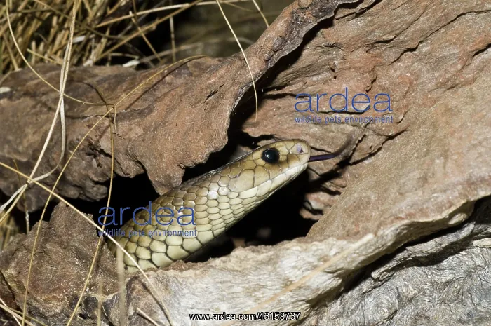 : Eastern brown snake : Eastern brown snake