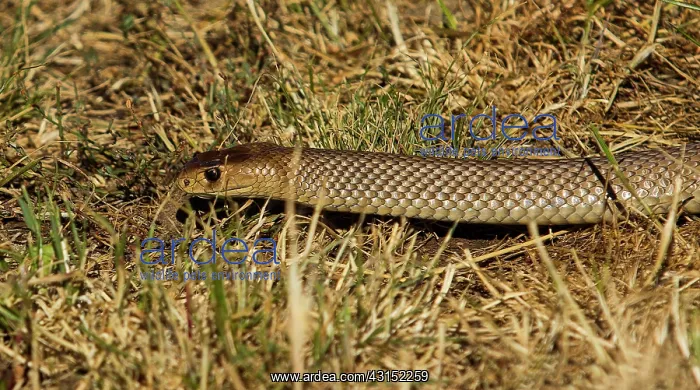 : The eastern brown snake, often referred to as the : The eastern brown snake, often referred to as the