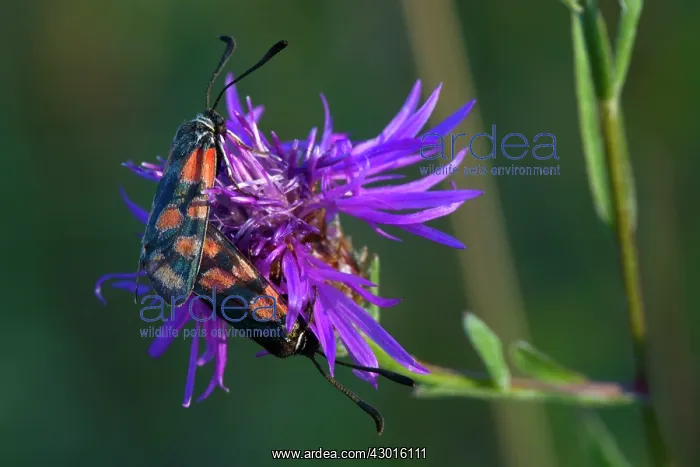 : Eastern Burnet Moth pair mating : Eastern Burnet Moth pair mating