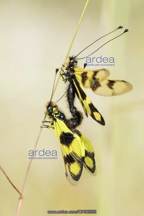 : Eastern butterfly moth, Rabac, Istria (Libelloides : Eastern butterfly moth, Rabac, Istria (Libelloides