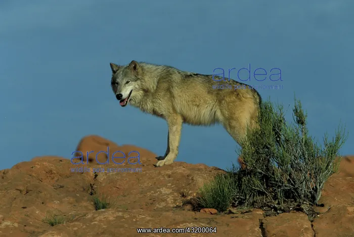 : Eastern Canadian Wolf or Eastern Canadian Red Wolf : Eastern Canadian Wolf or Eastern Canadian Red Wolf