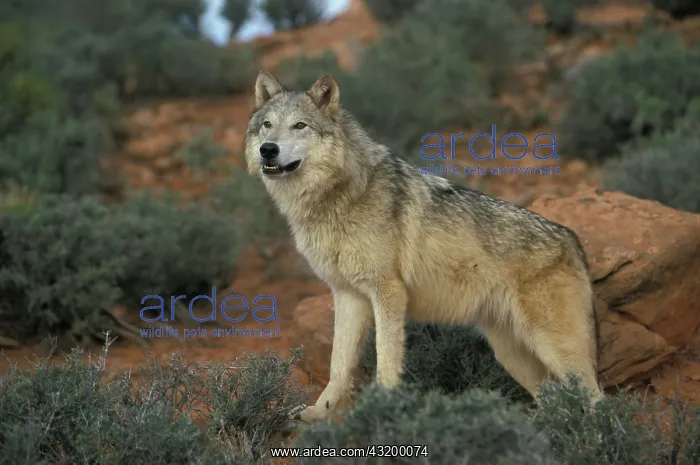 : Eastern Canadian Wolf or Eastern Canadian Red Wolf : Eastern Canadian Wolf or Eastern Canadian Red Wolf