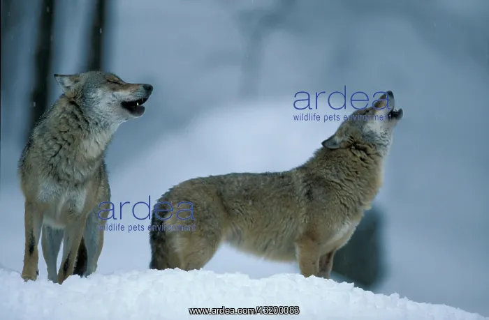 : Eastern Canadian Wolf or Eastern Canadian Red Wolf : Eastern Canadian Wolf or Eastern Canadian Red Wolf