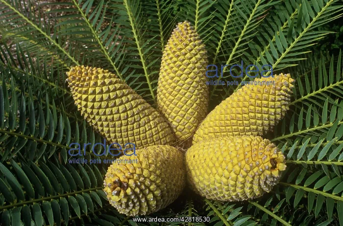 : Eastern Cape Giant Cycad / Hottentot bread tree : Eastern Cape Giant Cycad / Hottentot bread tree