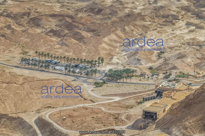 : Eastern car park, fortress complex, ruins of Masada : Eastern car park, fortress complex, ruins of Masada