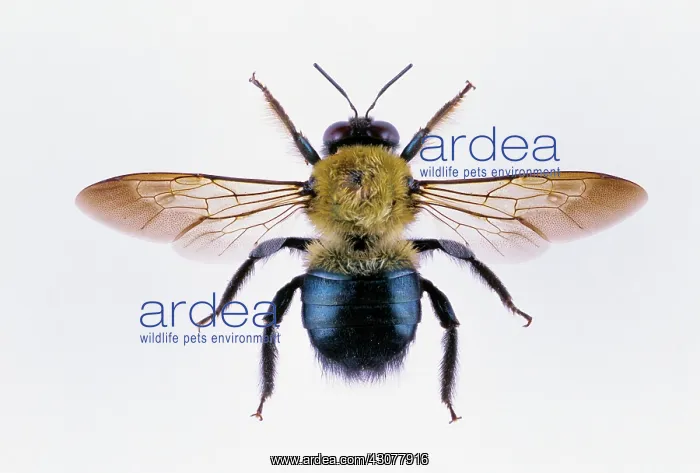 : Eastern Carpenter Bee : Eastern Carpenter Bee