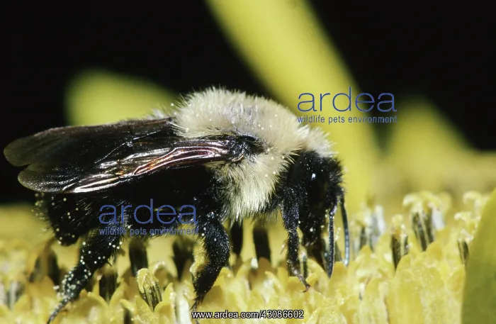 : Eastern Carpenter Bee : Eastern Carpenter Bee