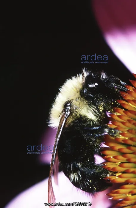 : Eastern Carpenter Bee : Eastern Carpenter Bee