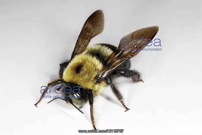 : Eastern Carpenter Bee : Eastern Carpenter Bee
