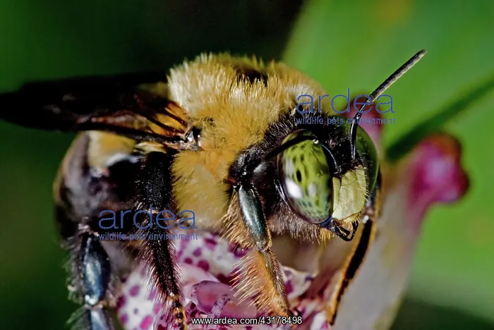 : Eastern Carpenter Bee : Eastern Carpenter Bee
