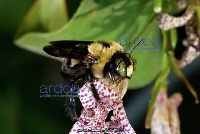 : Eastern Carpenter Bee : Eastern Carpenter Bee