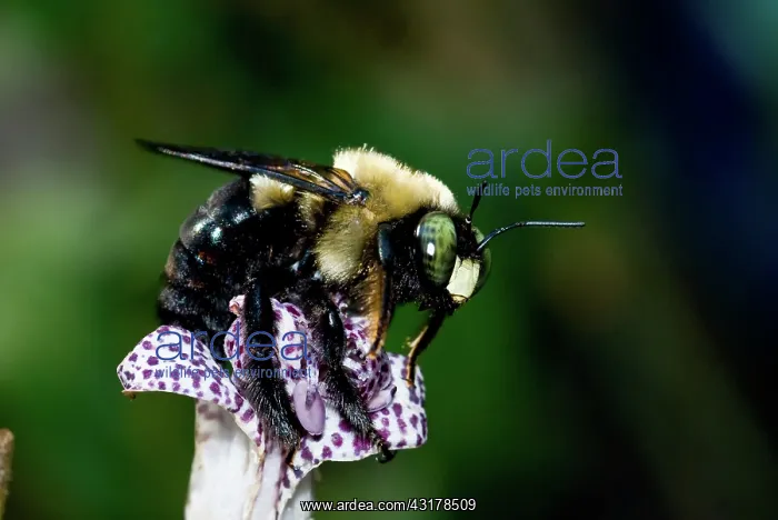 : Eastern Carpenter Bee : Eastern Carpenter Bee