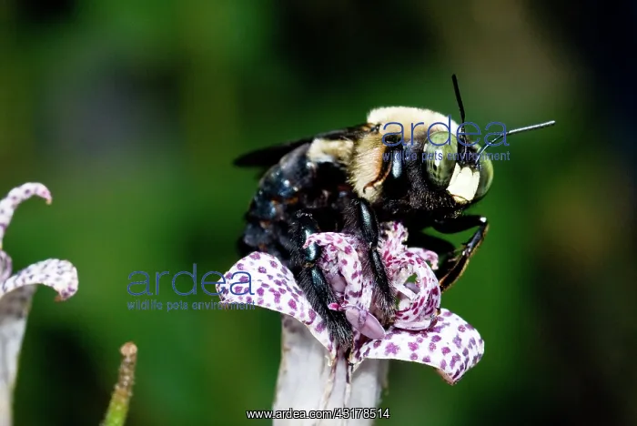 : Eastern Carpenter Bee : Eastern Carpenter Bee